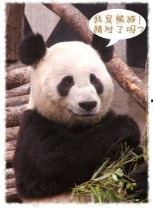 我是大熊猫,国宝的传奇与守护之旅