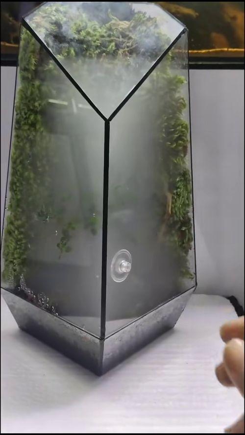 生态箱,探索微观生态系统的奇迹与奥秘