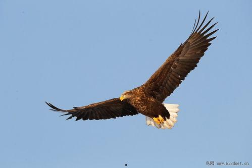 鹏程万里,跨越千里的梦想之旅
